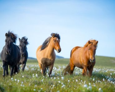 Welches Pferd ist das richtige?