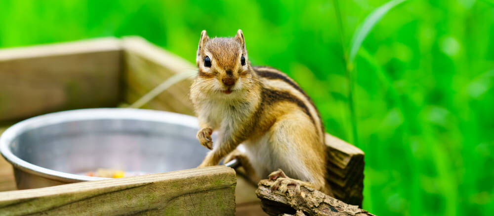 Das Streifenhörnchen