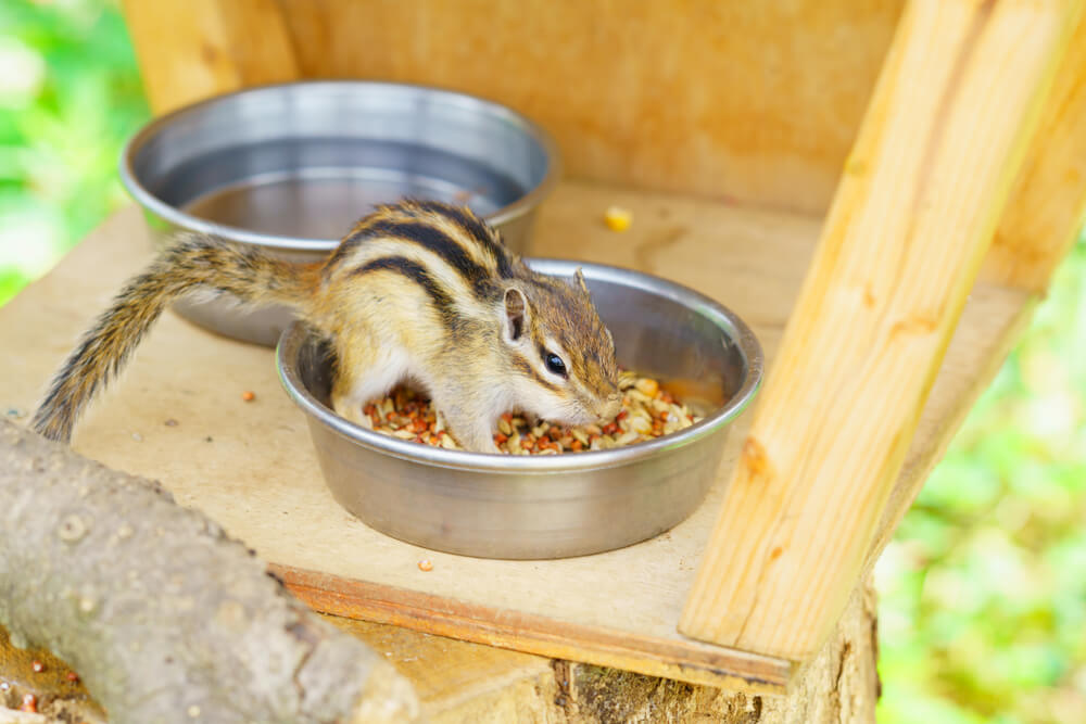 Ernährung Futter Streifenhörnchen