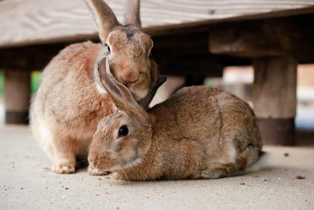 Kaninchen Gesundheit