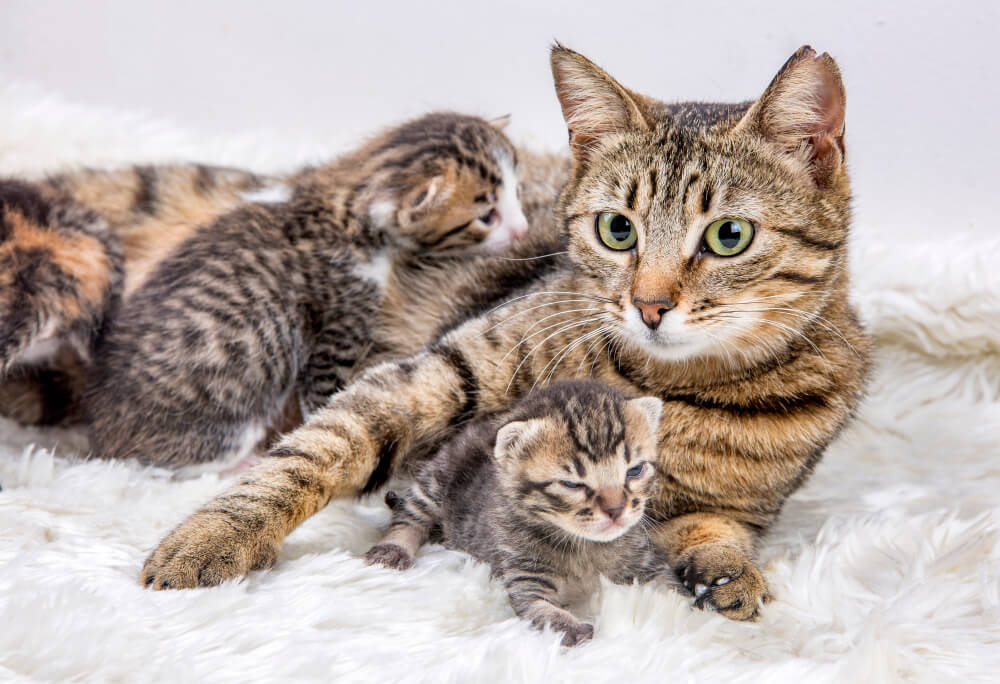 Schwangerschaft katzen erkennt woran bei man eine Trächtigkeit bei