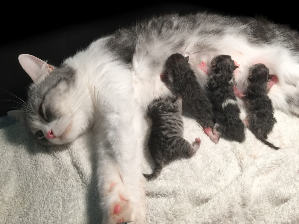 Trächtig katze ist Flohbehandlung einer