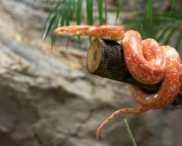 Kornnatter im Terrarium