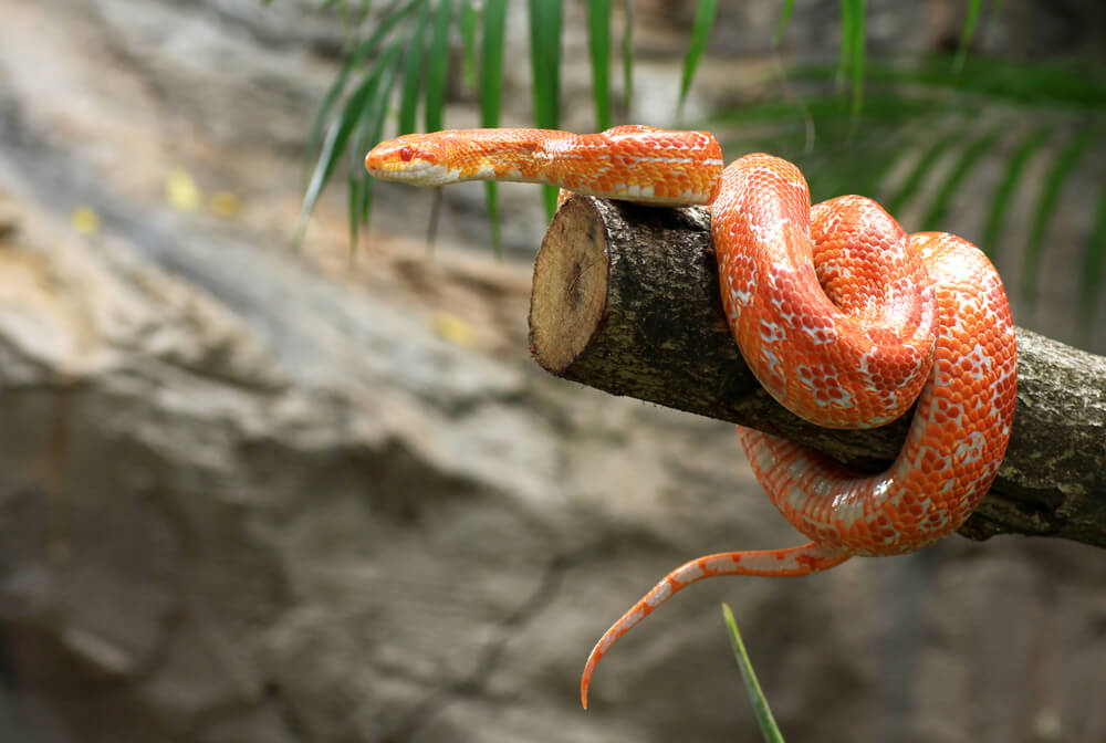 Kornnatter im Terrarium