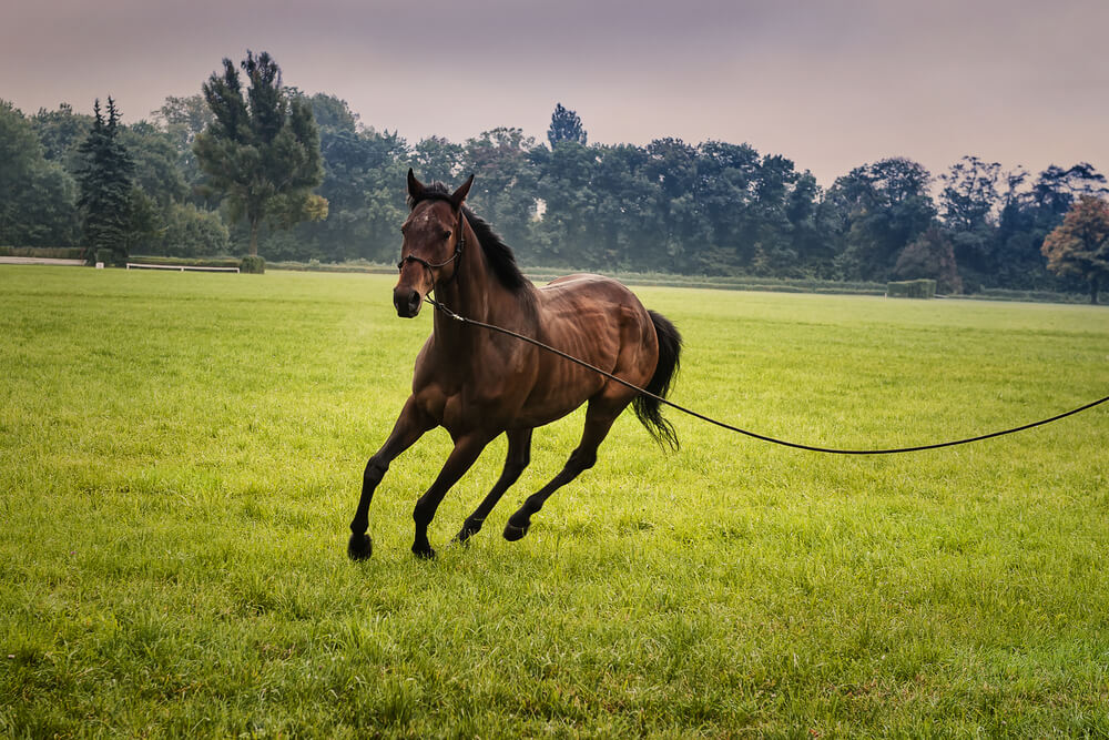 Longieren auf der Wiese