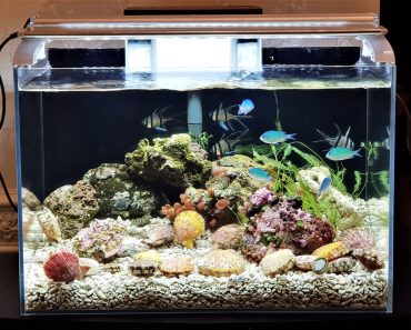 Nano Aquarium