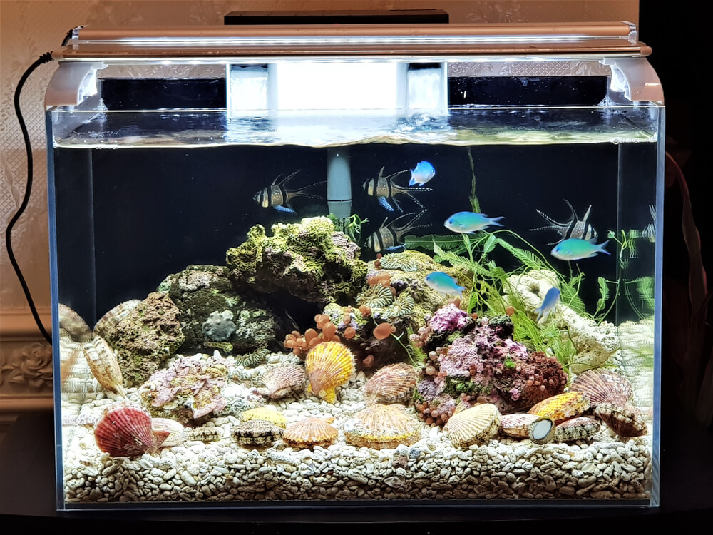 Nano Aquarium