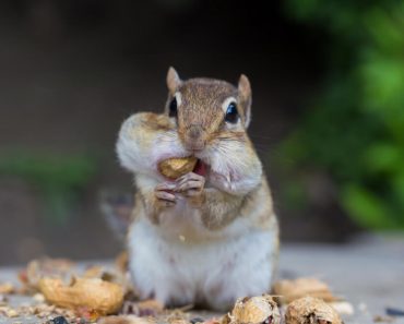 Futter Streifenhörnchen