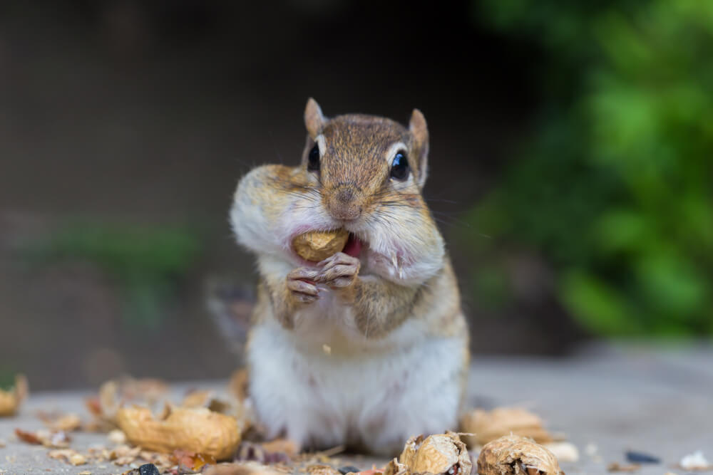 Futter Streifenhörnchen