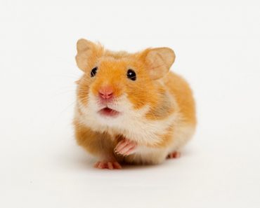 Syrischer Goldhamster