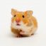 Syrischer Goldhamster