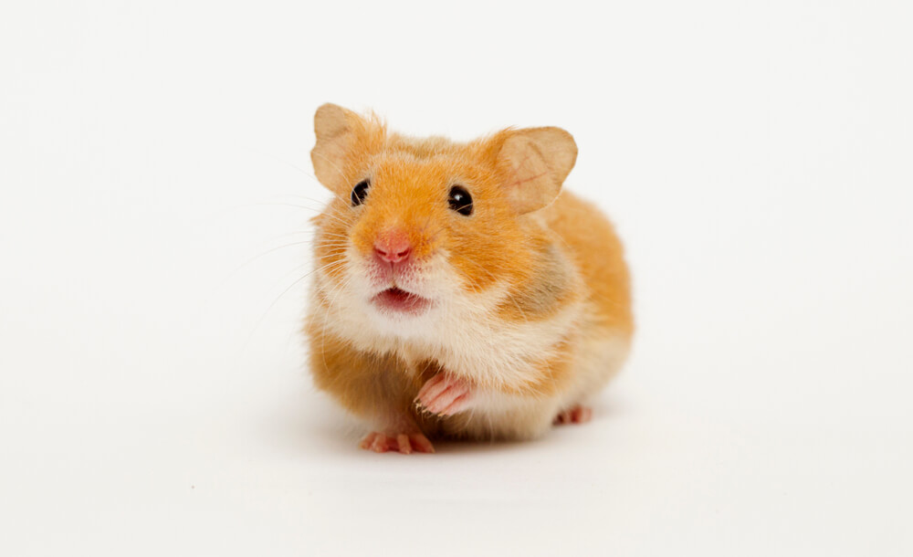 Syrischer Goldhamster