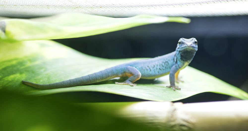 Geckos halten im Terrarrium