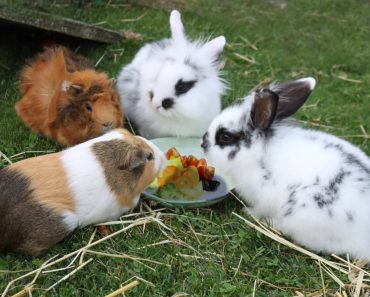 Kaninchen Haltung