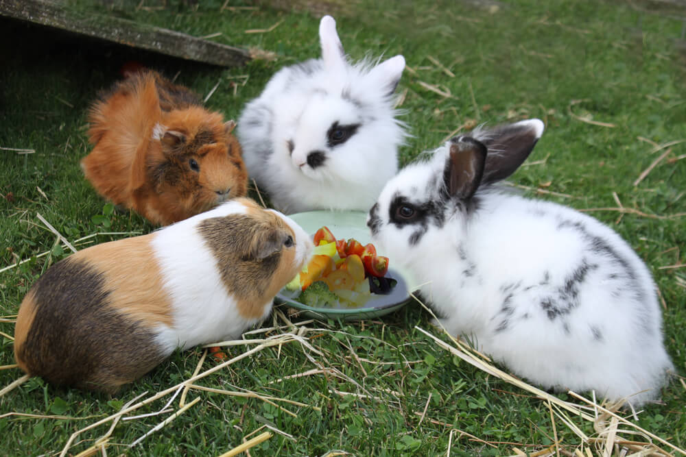 Kaninchen Haltung