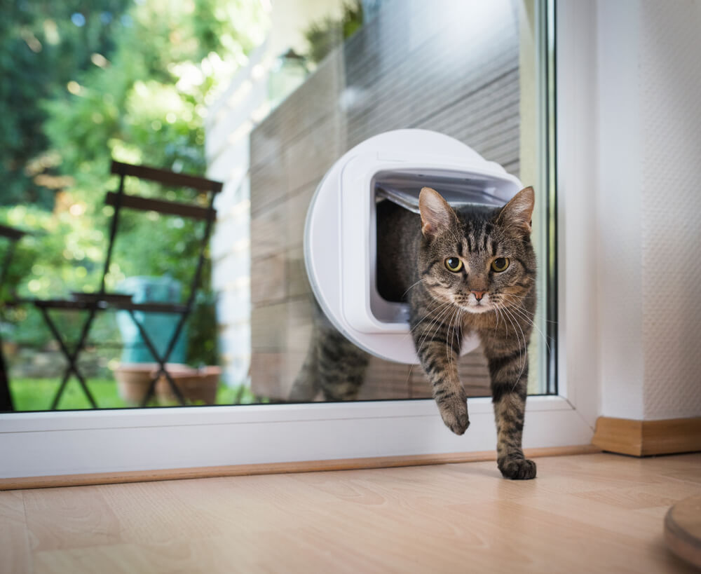 Katzenklappe in einer Glastür