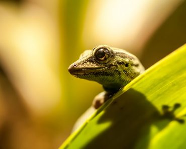 lygodactylus