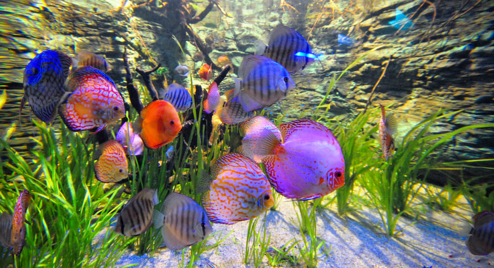 Diskusfische Aquarium auswählen