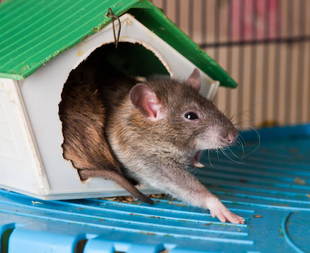 artgerechte Haltung von Ratten