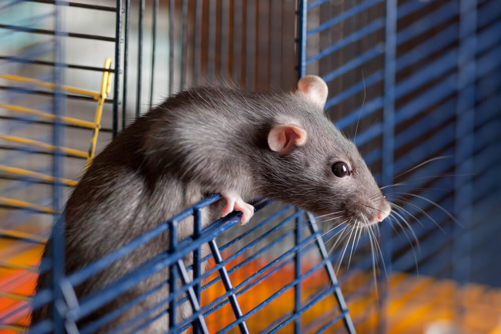 Ratten Krankheiten