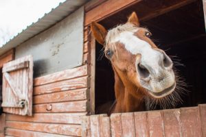 Pferd im Stall