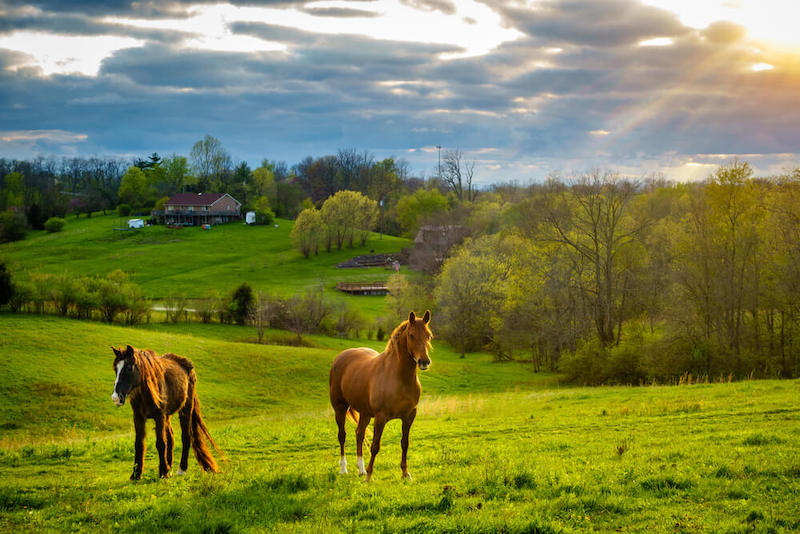 Weidegang für Pferde im Frühling